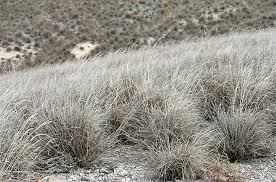 Image result for Eragrostis prolifera