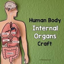 Image result for internal organs