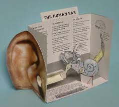 Pin On Anatomy