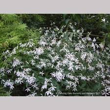 Image result for Gutenbergia trifolia