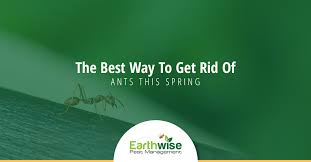 Hotel reviews are a simple way to get insider information on it is better to toss luggage if you have confirmed the presence of bed bugs in your hotel, as these pests are difficult to. Home Pest Control Sacramento Need To Get Ants Out Of Your Home