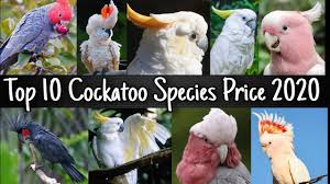 We did not find results for: Top 10 Cockatoo Species Price 2020 Youtube
