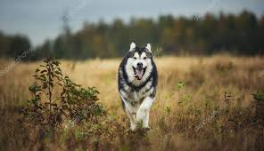 It was created by inuit tribe called mahlemuts (hence the name). Big Brown White Purebred Majestic Alaskan Alaska Malamute Dog Walking On The Emp Ad Purebred Majestic White Big A Malamute Dog Malamute Dog Walking