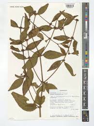 Image result for Scorodophloeus