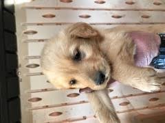 Maybe you would like to learn more about one of these? Pennysaver Golden Retriever In Riverside