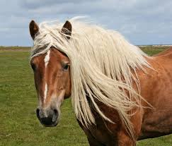 Beautiful Blond Hair Blonde Hair Horse Beautiful Horses Chesnut Horse