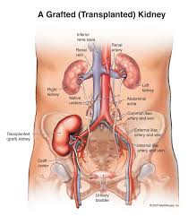 Organs in the human body what is an organ? Milestone Reached In Work To Build Replacement Kidneys In The Lab Human Body Organs Anatomy Organs Human Anatomy Picture