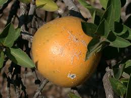 Image result for Strychnos pungens