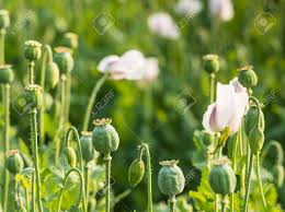 Even if you've harvested a few pods, you should have plenty of seed to grow again the following year. Papaver Seed Pods Cultivated For Harvesting Whole Poppy Seeds Stock Photo Picture And Royalty Free Image Image 20920140