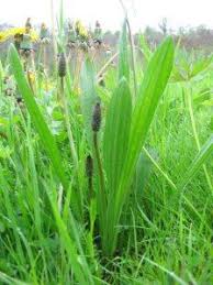 Mauvaises Herbes Comestibles Plantes Sauvages Comestibles Plantes Sauvages Et Fleurs Comestibles