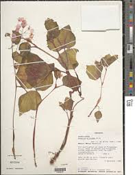 Image result for Begonia princeae