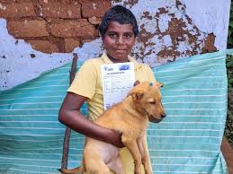 Image result for Rabies