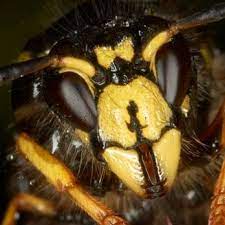 Pest management services, inc., ashburn. Psmi 10 Photos 24 Reviews Pest Control 19955 Highland Vista Dr Ashburn Va Phone Number