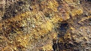 Mengapa Tanah Asam Tidak Baik Untuk Ditanami Tanaman Hewan Aneh