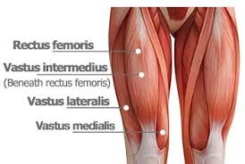 The Quadriceps Are The Knee Muscles Found On The Front Of The Thigh They Work To Straighten The Knee Human Muscle Anatomy Face Muscles Anatomy Body Anatomy
