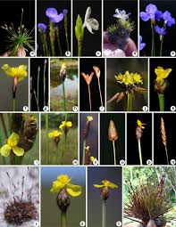 Image result for Xyridaceae