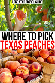 We start the year with strawberries, then blueberries and raspberries, and peaches in the summer. 6 Delightful Texas Peach Farms Pick Your Own Lone Star Travel Guide