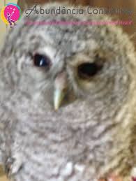 Ici on retombera de nouveau dans quelque chose de bien connu. Les Oiseaux Et Leurs Messages Abundancia Consulting