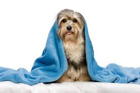 Can I Stop My Dog From Chewing Up His Dog Bed