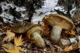 Image result for Lactarius mutabilis
