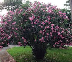 Image result for Sphaeropsis tumefaciens oleander symptoms
