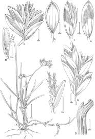 Image result for Eragrostis sclerantha