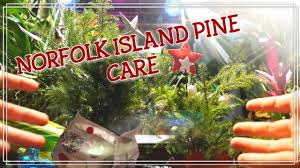 Plant the tree in the right soil. Norfolk Island Pine Tree Care Youtube