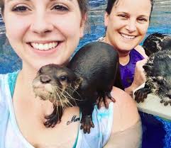 Did you know you can swim side by side with our playful Asian small-clawed  otters in Freshwater Oasis? Make sure to bring your mask to see them above  and below the water