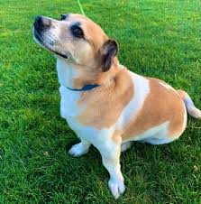 Streamwood Slow Pitch (@swoodslowpitch) • Instagram photos and videos