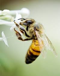 Egyptian Magic Cream 6 Ingredients Naturels C Est Magique Abeille Cire D Abeille Huile D Olive