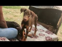 Doberman pinschers for sale in fayetteville, nc. Doberman Puppies For Sale In Delhi We Like Dogs