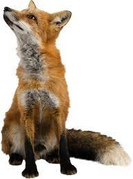 Foxy 1973 2674 Pet Fox Animals Fox Images
