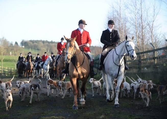 No wonder fox hunting is still prevalent — the ban is designed to fail British wildlife | Keele University