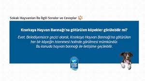 Eyupsultan Belediyesi On Twitter Sokak Hayvanlariyla Ilgili Sorular Ve Cevaplar 9 Kisirkaya Hayvan Barinagi Na Goturulen Hayvanlarin Akibeti Ne Olacak Https T Co 5msrllpxus