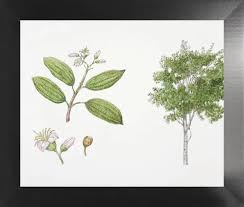 Image result for Dichaetanthera