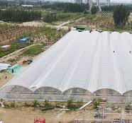 Simple Multi-span Plastic Film Greenhouse - Multiple ...