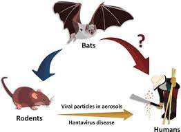 Humans can contract the disease when they come into contact with infected rodents or their . Natural Infection Of Neotropical Bats With Hantavirus In Brazil Scientific Reports
