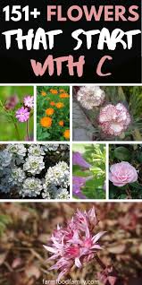 There are millions of flowers around but have you ever wondered what flowers start with the letter c? 151 Flowers Plants That Start With C With Pictures And Facts