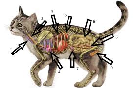 Bir Kedinin Anatomisi Iskelet Ve Bir Kedinin Ic Organlari