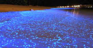 Maldivas de noche en viajaré a maldivas encontrarás toda la información sobre: Viaje A Maldivas Isla Vaadhoo El Mar De Estrellas