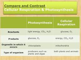 What is the purpose of cellular respiration? Cellular Respiration Its How Our Cells Release Energy From Food Ppt Video Online Download