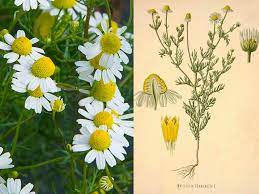 So she probably gave him a lot of chamomile tea. German Chamomile Companion Botanical Closeup