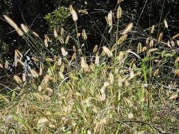 Image result for Setaria kagerensis