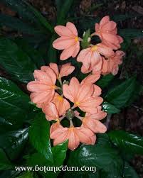 Image result for Crossandra infundibuliformis
