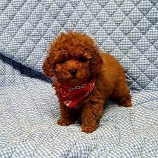 sakin tatli kopek poodle kopek yavru kopek