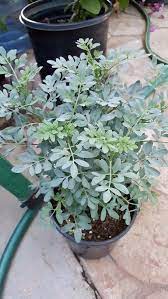 Ruda Plant Common Rue Herb Of Grace 1 To 2 Feet Tall Ship In 1 Gal Pot Ruda Plant Plants Herbs