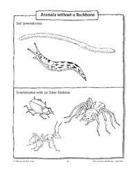 Hiding in plain sight (video at top of page) Animals Without Backbones Are Called Invertebrates Tpt