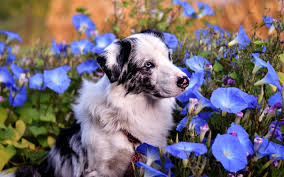 Maybe you would like to learn more about one of these? Download Wallpapers Australian Shepherd Summer Cute Aussie Cute Dogs Blue Flowers Pets Dogs Aussie Leaves Cute Animals Australian Shepherd Dog Hdr Aussie Dog For Desktop Free Pictures For Desktop Free