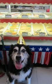 Opened by chef tim christensen and close friend jack leary, 2 reviews. Treat Fido To Something Special From Canine Cookies N Cream Dog Bakery In Saint Charles Mo Dog Bakery Dogs Pet Businesses
