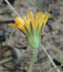 Image result for Disperis virginalis